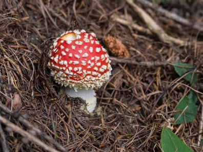 Pilz im Wald