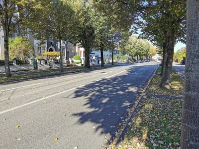 Baumgesäumte Strasse bei sonnigem Wetter.