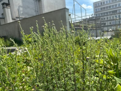 Wilde Pflanzen in der Stadt im Sonnenschein.