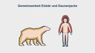 Vergleich zwischen Eisbär und Person in Daunenjacke.