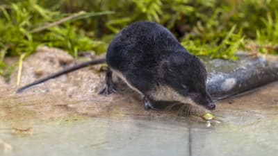 Kleiner Marder frisst am Wasser eine Beere.