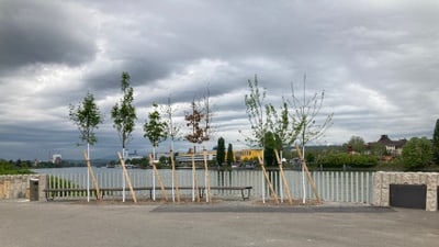 Junge Bäume vor einem Zaun mit Blick auf einen Fluss und einen Zug im Hintergrund.