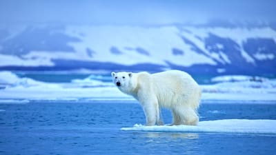 Eisbär steht auf einem Eisstück im Wasser.