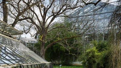 Bäume und Glashäuser im Botanischen Garten