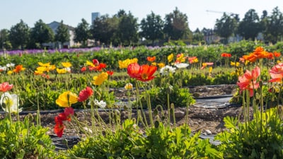 Blumenfeld mit bunten Blüten im Vordergrund.