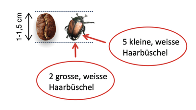Merkmale Japankäfer