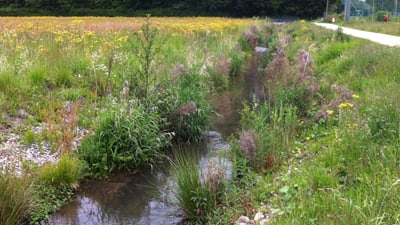 Kleiner Bach fliesst durch eine Wiese mit Bäumen im Hintergrund.