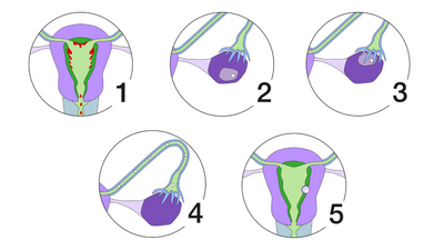 Diagramm des Menstruationszyklus in fünf Phasen.