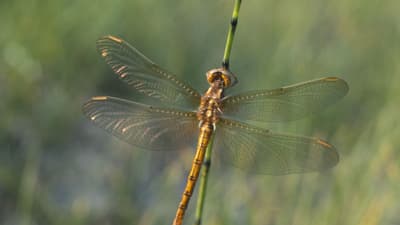 Nahaufnahme einer Libelle auf einem Grashalm.