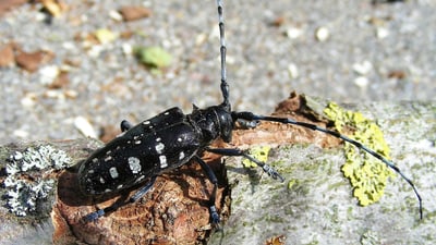 Nahaufnahme eines Asiatischen Laubholzbockkäfer auf einem Ast mit Flechten.