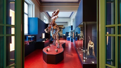 Ausstellungsansicht mit einem Gang, in dem ein Dinosaurierskelett steht.
