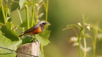 Vogel auf einem Pfosten in grasigem Gebiet.