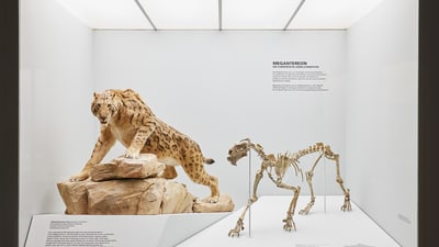 Ausstellungsansicht einer Vitrine mit ausgestopftem Säbelzahntiger sowie dessen Skelett daneben.