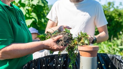 Personen fügen Gartenabfälle einem Komposthaufen hinzu.