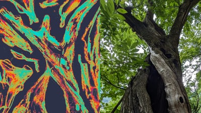 Abstrakte Kunst neben einem alten Baum.