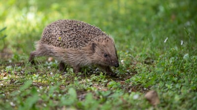 Igel auf einer Wiese.