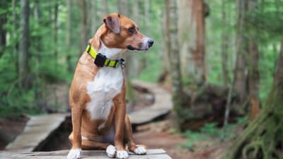 Hund im Wald