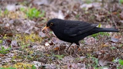 Amsel auf dem Boden mit Nahrung im Schnabel.