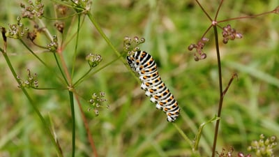 Bunte Raupe auf grünen Pflanzenstängeln.