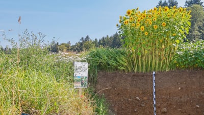 Sonnenblumen wachsen in freier Wildbahn neben freiliegendem Erdprofil.
