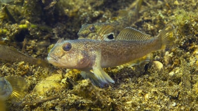 Nahaufnahme eines Fisches auf einem felsigen Meeresboden.