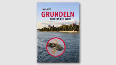 Poster über invasive Grundeln im Rhein.