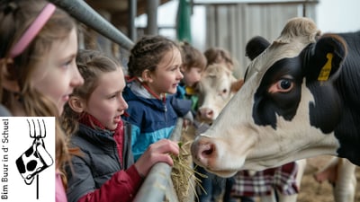 Kinder füttern Kühe auf einem Bauernhof.