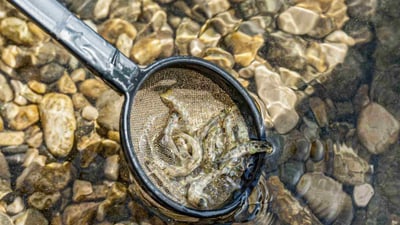 Netz voller kleiner Fische im flachen Wasser mit Steinen.