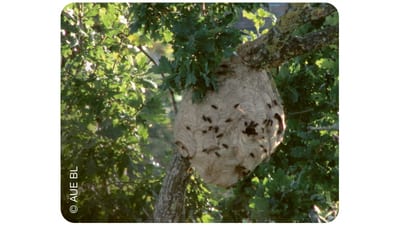 Nest der Asiatischen Hornisse in einer Eiche.