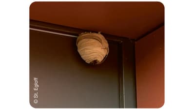 Nest der Asiatischen Hornisse an einem Gebäude.