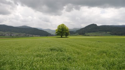 Baum im Feld mit Bergen im Hintergrund.