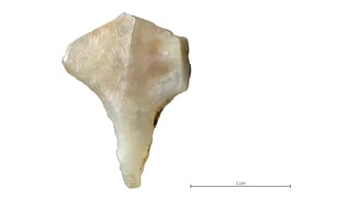 Steinwerkzeug (Bohrer) mit Massstab.