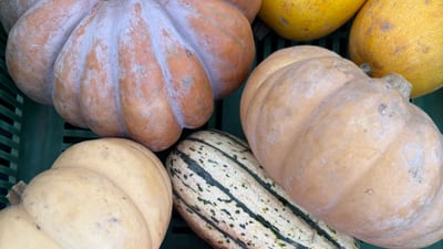 Verschiedene Kürbisse in einem grünen Korb.