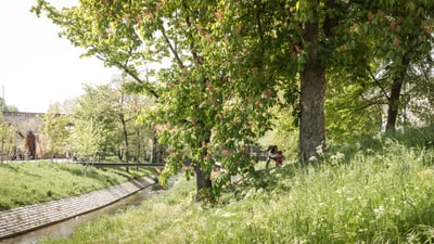 Grüne Parkszenen mit Bäumen und kleinem Bach.