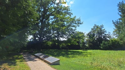 Weg mit Bänken und grosser Baum im Hintergrund.