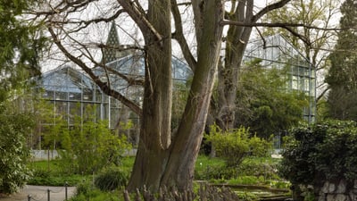 Grosse Bäume vor einem Glashaus in einem Garten.