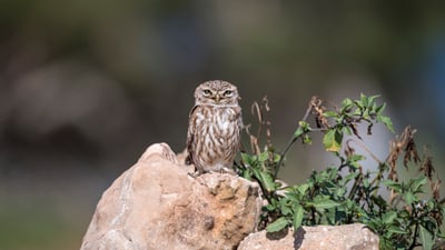 Eule sitzt auf Felsen neben Pflanzen.