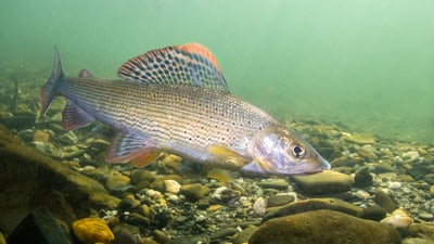 Unterwasseransicht einer europäischen Äsche (Fisch).