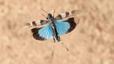 Blauflügelige Ödlandschrecke