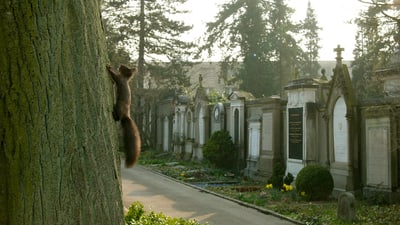 Eichhörnchen klettert an einem Baum in einem Friedhof. Im Hintergrund sieht man Grabmale.