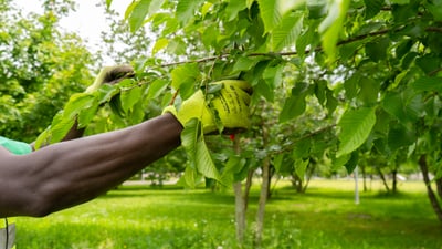 Gärtner beschneidet Ast im Garten.