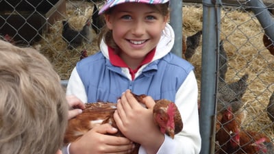 Kind hält Huhn vor einem Zaun mit Hühnern.