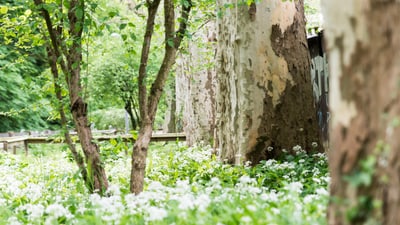 Wald mit Bäumen und weissen Blumen im Frühling.