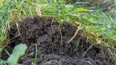 Frisch gegrabener Erdhaufen im Gras.