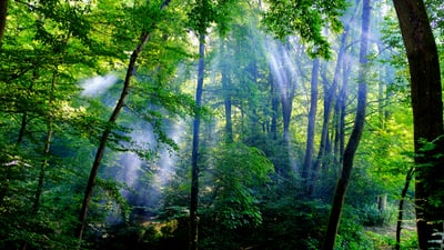 Sonnendurchfluteter Wald mit Sonnenstrahlen.