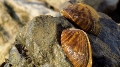 Zwei Muscheln auf einem Felsen.