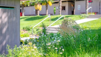 Grüner Garten mit Wildblumen und Palmenbäumen im Hintergrund.