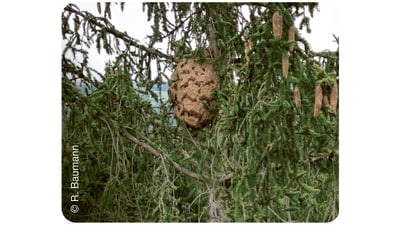 Nest der Asiatischen Hornisse in einem Nadelbaum.