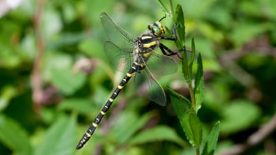 Nahaufnahme einer Libelle auf einem Blatt.