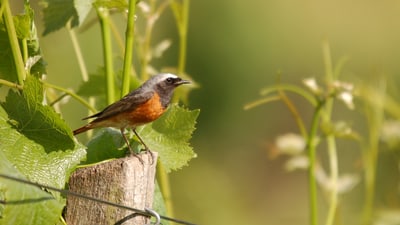 Rotkehlchen auf einem Holzpfahl im Grünen.